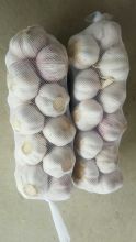 Normal  white garlic