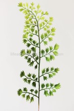 artificial leaf #4 , parts for green wall, leaf plant for wall decoration, plastic leaf
