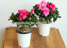 Round colourful plastic flower pots, Planters