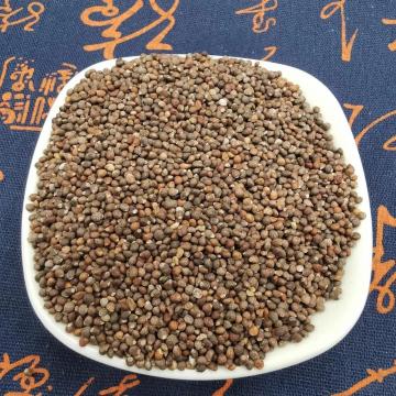 Perilla Seed in top quality