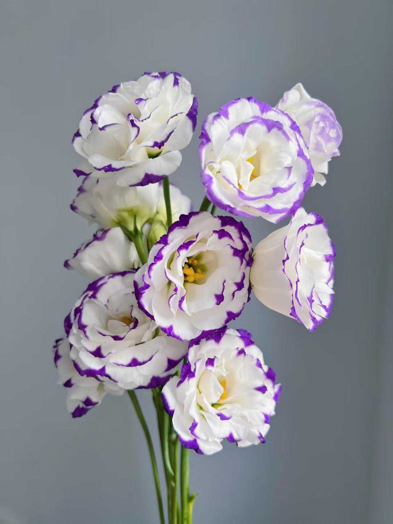 বেগুনি-ধারযুক্ত Lisianthus Purple-edged Lisianthus