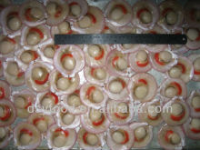 Frozen sea scallop meat