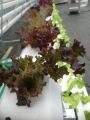 Hydroponic PVC-pijp van voedingskwaliteit