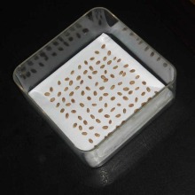 Laboratory research transparent seed germination box