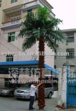 washington coconut tree( preservation coconut tree)