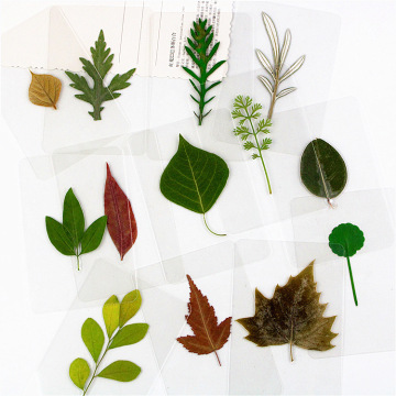 Fast Delivery Dried Leaf Laminated Bookmark