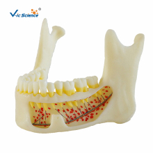 Lower Jawbone Anatomy Model With Teeth