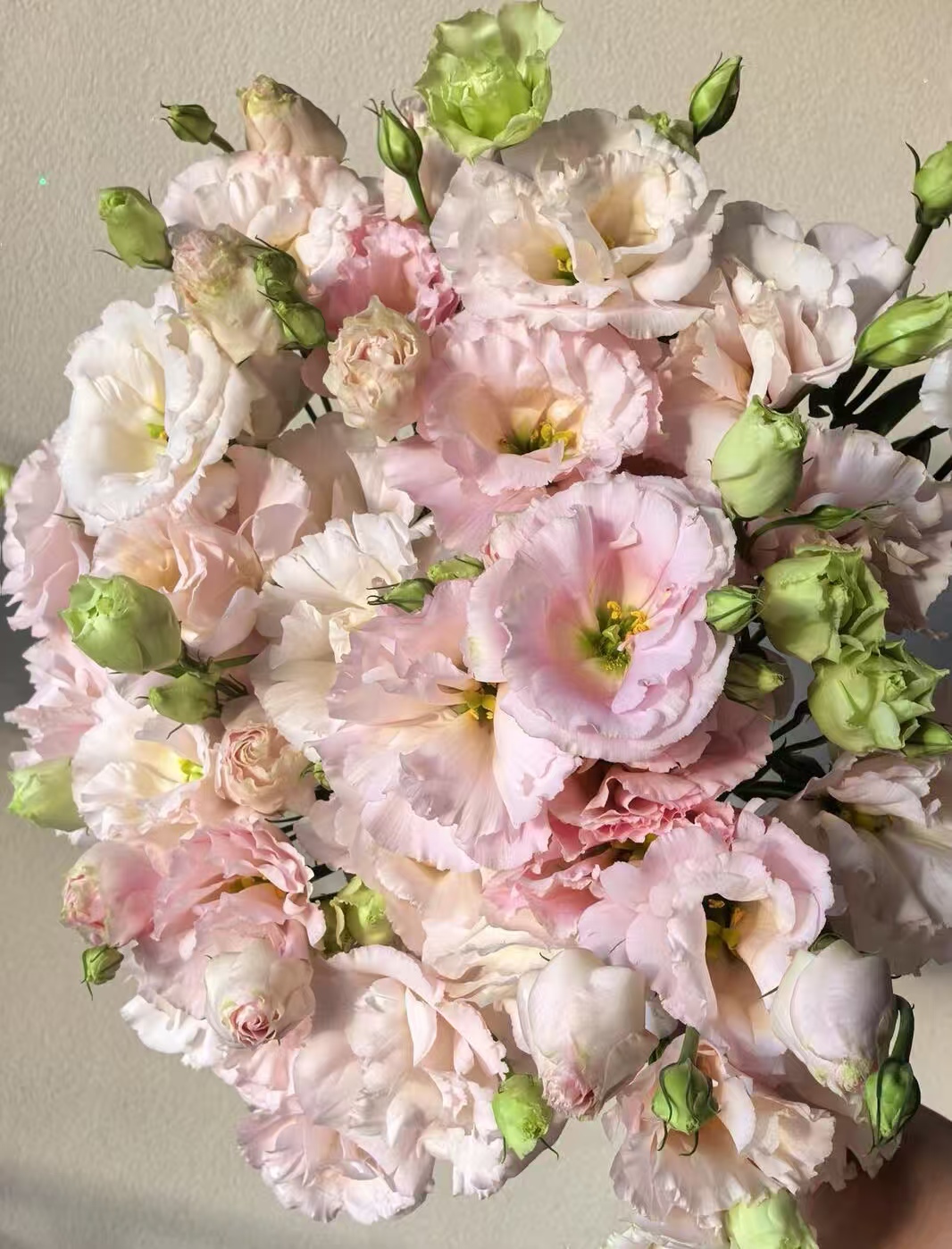 হালকা গোলাপী Lisianthus Light Pink Lisianthus