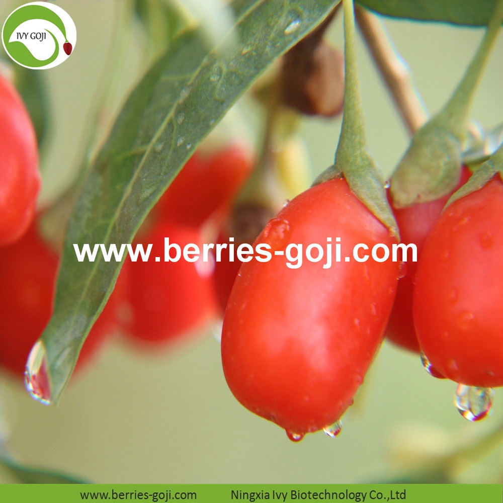 goji berry