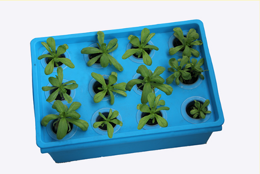 Home Hydroponic System For Growing Strawberry