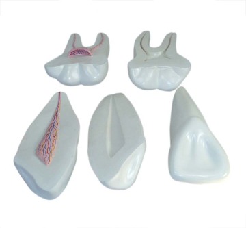 Expansion Model of Human Teeth
