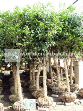Osmanthus fragrans flower landscaping trees