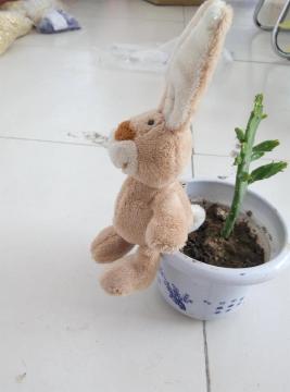 Upright ears cream-colored rabbit key chain