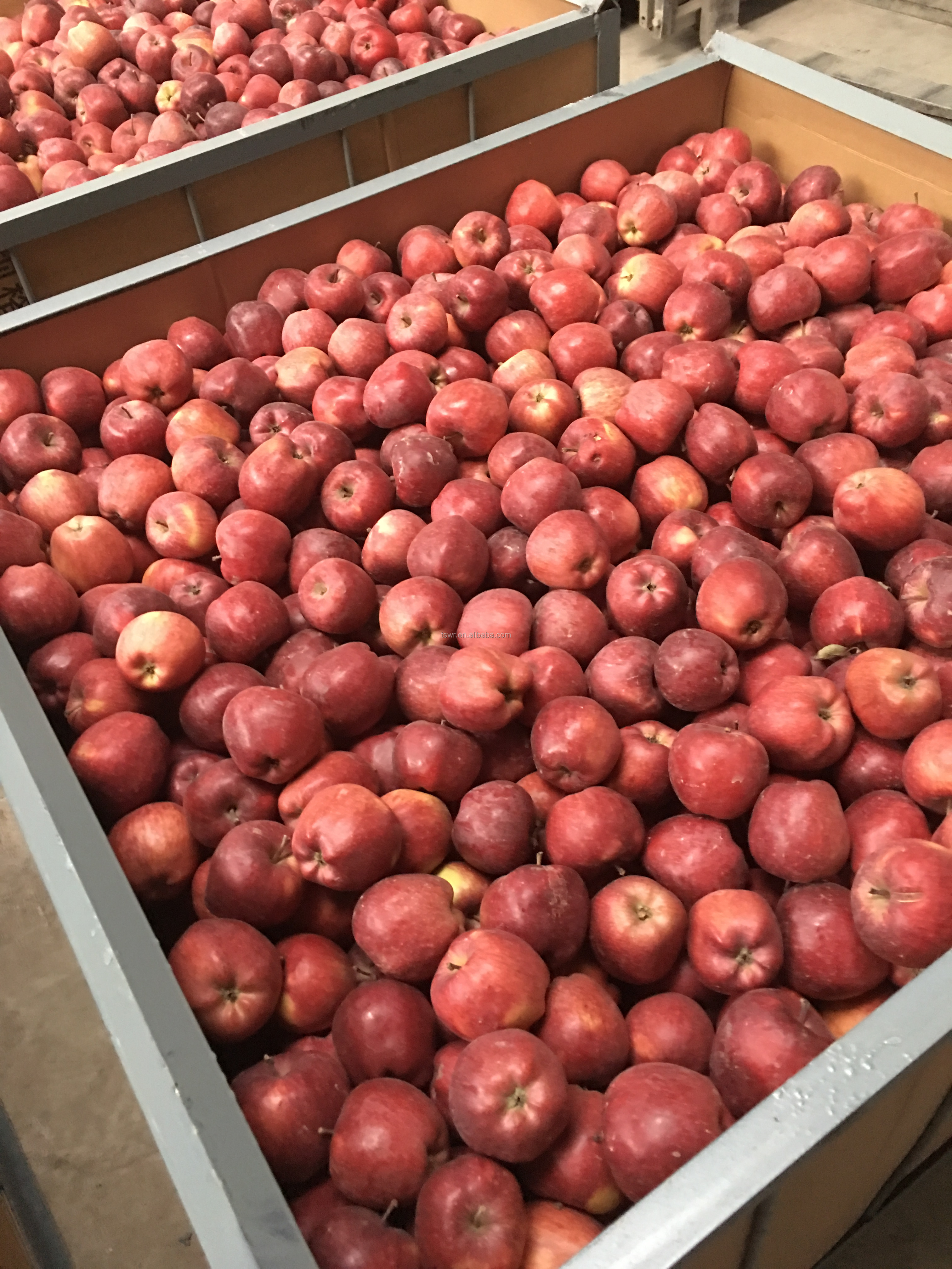 Tianshui Huaniu Fuji Fresh apple red huaniu apple supplier in gansu