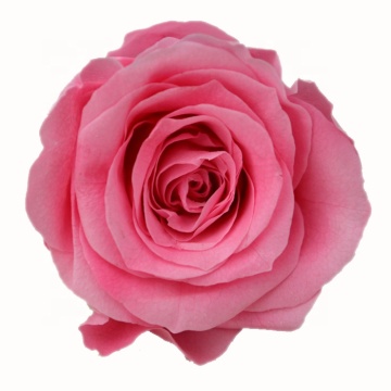 Sweet Pink Rose Flowers - Fresh Cut Flowers & Preserved Options