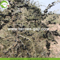 Factory Supply Packing Healthy Wild Black Goji Berries