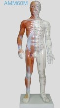 Acupuncture Human Model 55cm