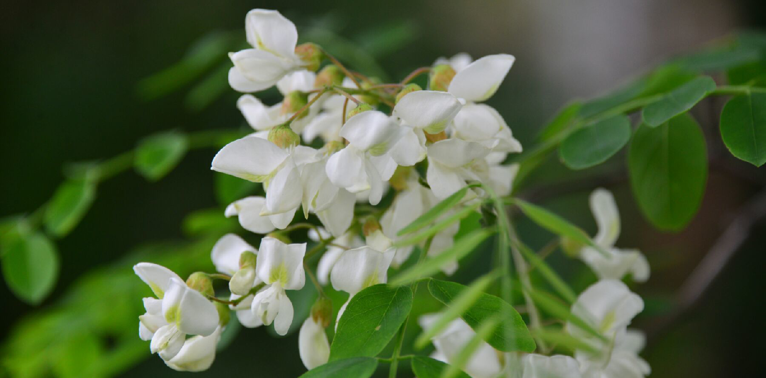 Rutin-Powder-5 Rutin-Powder-5