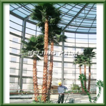 palm tree plant for indoor decoration