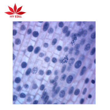 High Quality Senior High School Microscope Slides: Onion Root Tip Mitosis and Meiosis