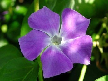 Periwinkle Extract 98% Vipocetine