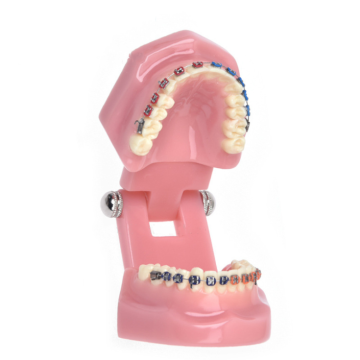 Orthodontic Dentist Training Anatomical Oral Tool Teeth Model