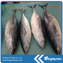 Natural Frozen Bonito Fish W/R