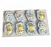 Meiotic Model: YA/HB13 Chromosome Changes in the Nucleus