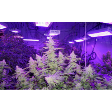 Luces de cultivo regulables led regulables mejor