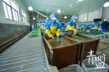 hot sale natural dehydrated barely grass powder