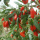 NingXia Top Grade Organic Dried Goji Berry Price