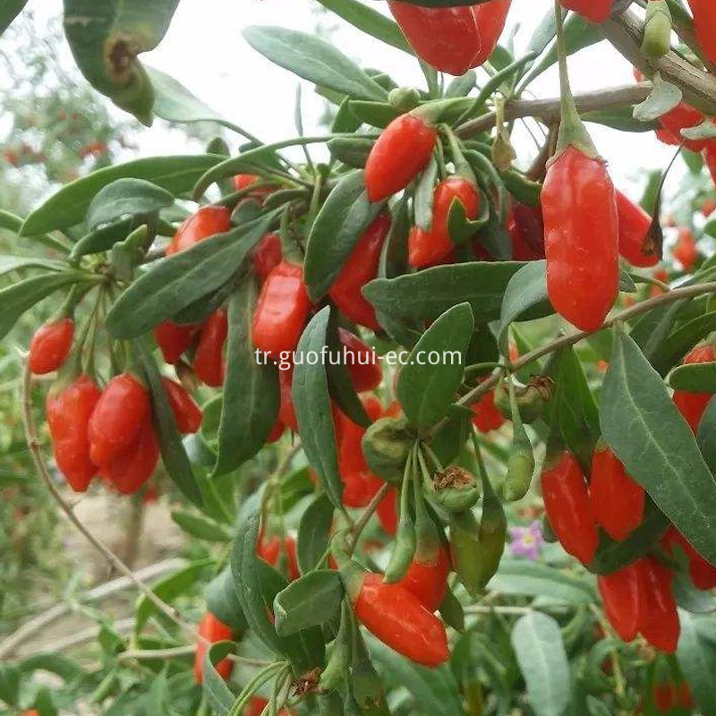 Organik Kırmızı Goji Berry 200 Özellikleri Organic Red Goji Berry 200 Specifications