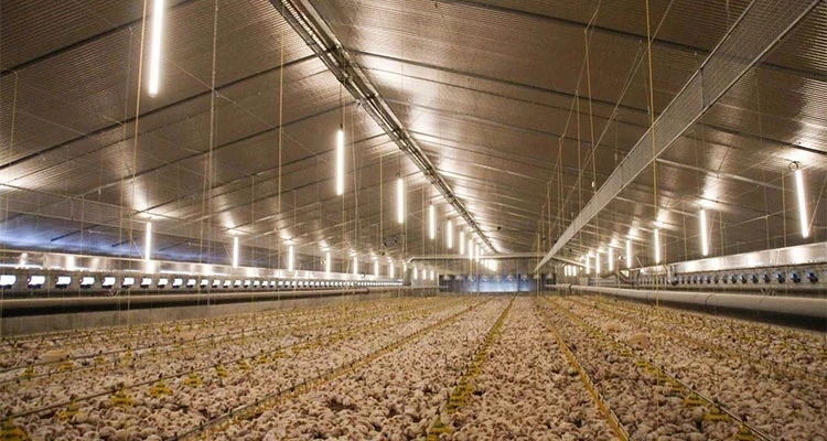 T12 LED Tube Improve Egg/Meat Production, More Light, Less Energy, Easy to Clean