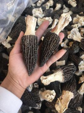 Edible fungi processing company