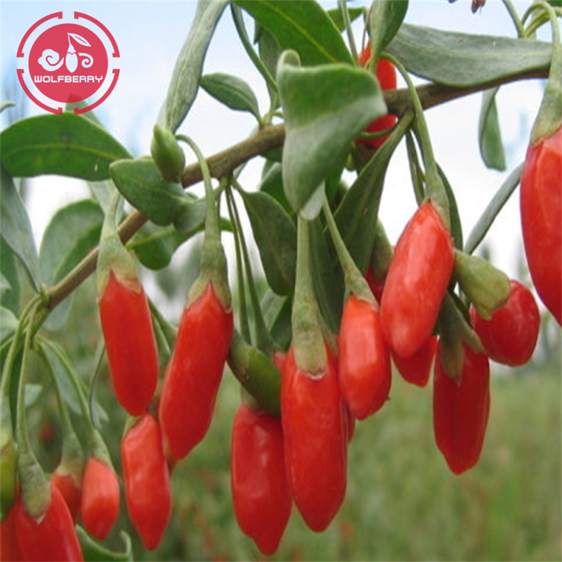 L&#39;alta qualità ha un sapore di bacche di Goji a basso contenuto di pesticidi