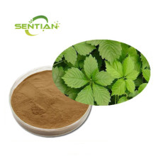 Gynostemma Pentaphyllum Extract Sale