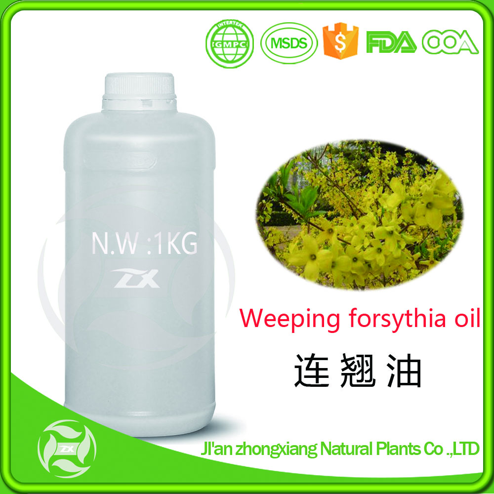 Best Selling Natural Nepeta oil Weeping forsythia oil