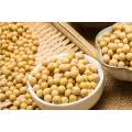Natural Soybean Extract Soybean Isoflavones 80%
