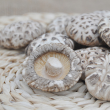 Nutritional mushrooms are grown naturally