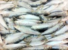 New Landing Sardines