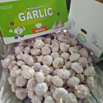 Small size fresh Garlic