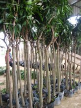 Mangos fruit trees all size