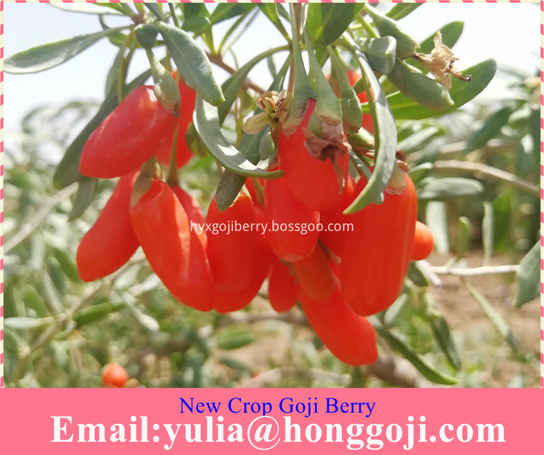 New Crop Goji Berry