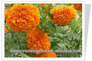 Marigold P.E. marigold extract
