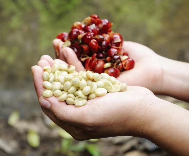 Écran de 2e année 13 grains de café Robusta