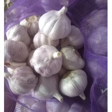 NORMAL BEYAZ GARLIC 2020