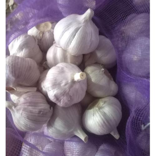 GARLIC WHITE NORMAL 2020