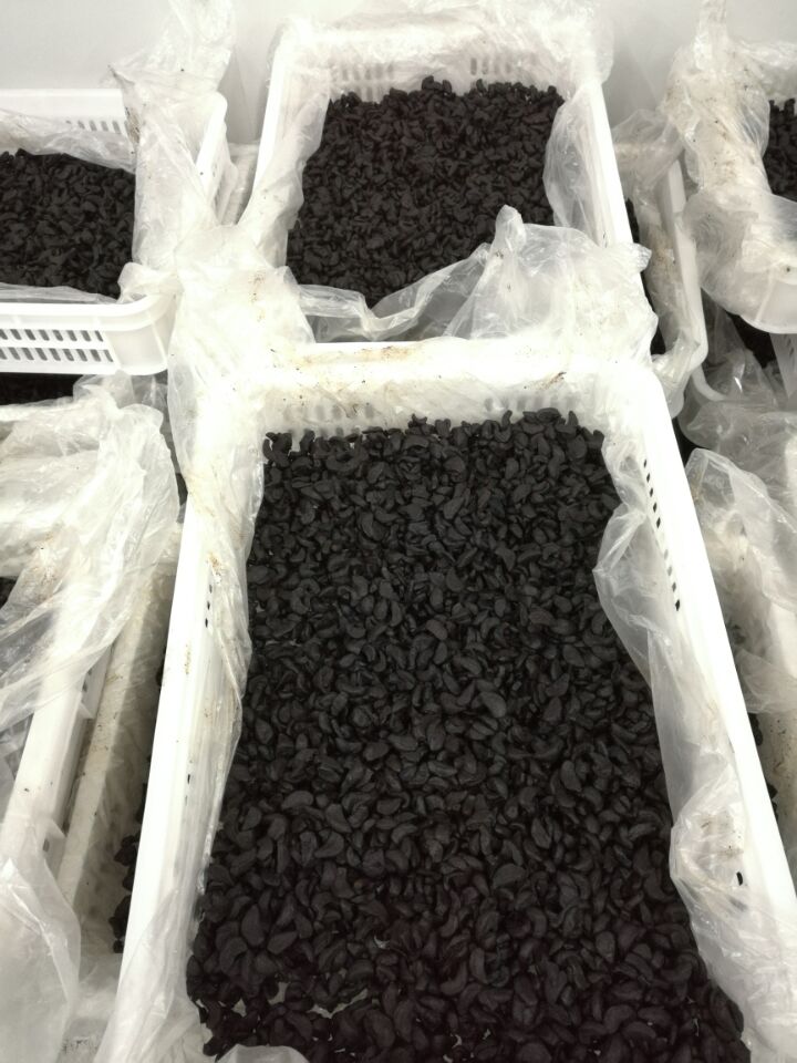 peeled black garlic factory