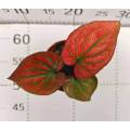 good quality caladium c99