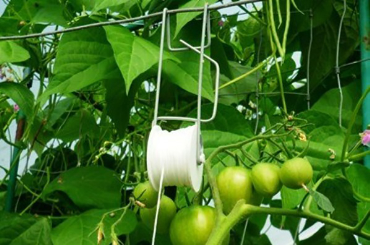 Hot Galvanized Holder Tomato Roller with Twine